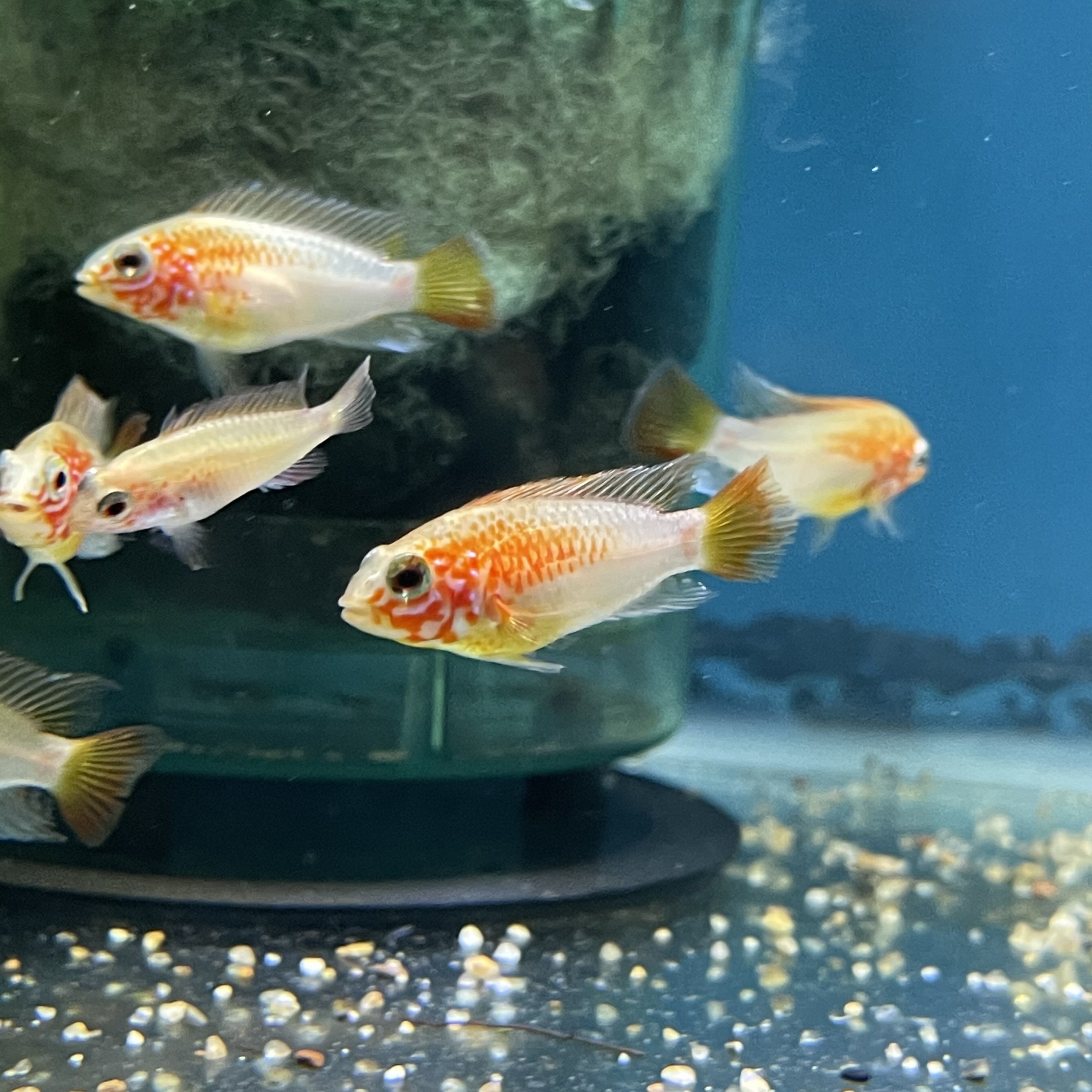 Miniature various Cichlids fish 5 pcs, tiny fish for diorama - Inspire  Uplift