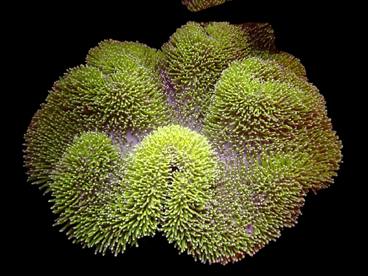 WYSIWYG Leather Coral - 2621