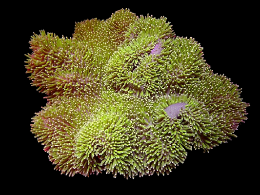 WYSIWYG Leather Coral - 2622