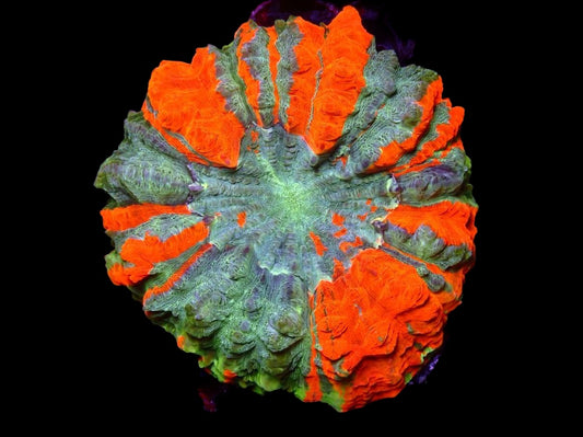 WYSIWYG Acanthophyllia - Donut Coral