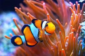 Percula Clownfish (AMPHIPRION Percula)