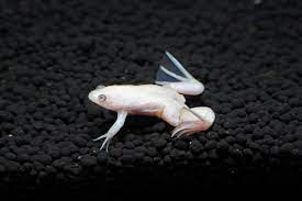 African dwarf frog with fish best sale