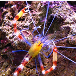 Coral Banded Shrimp (STENOPUS HISPIDUS)