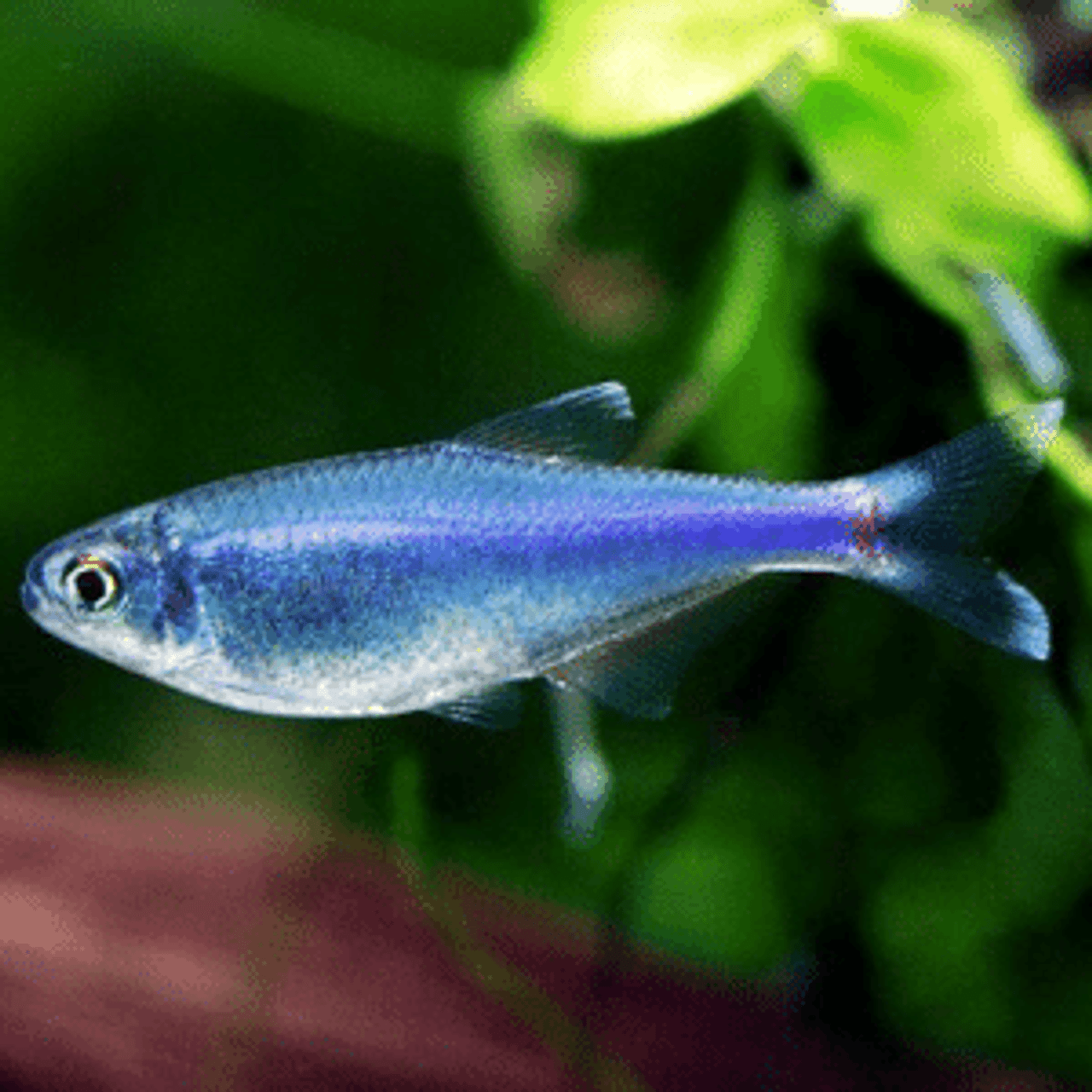 Blue King Tetra - for sale at Aquarium Fish Depot