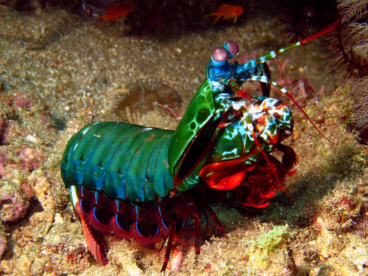 Harlequin Mantis Shrimp