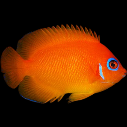 Orange Peel Angelfish