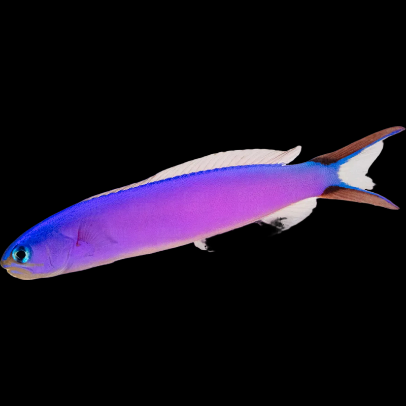 Purple Tile Fish