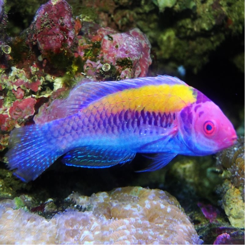 Yellowtail Tamarin Wrasse - for sale at Aquarium Fish Depot