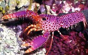Purple Reef Lobster (Enoplometopus Debelius)