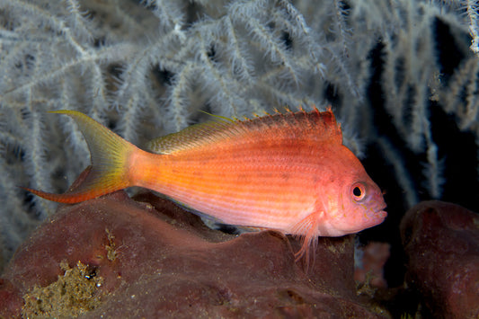 Red Hawkfish - Soaring (Cyprinocirrhites polyactis)