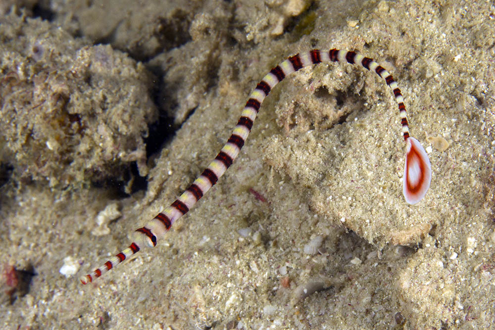 Banded orders pipefish care