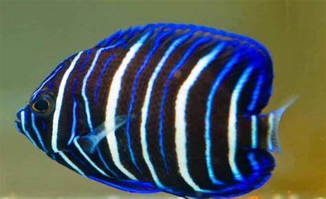 Blueface Angelfish (EUXIPIPOP XANTHOMETAPON)
