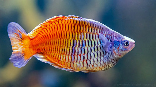 Boesmani Rainbowfish