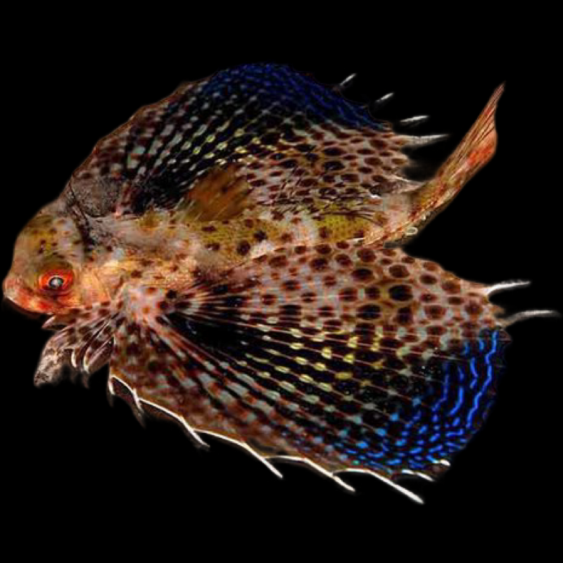Flying Gunard Fish