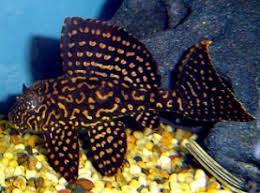 Gold Spotted Pleco