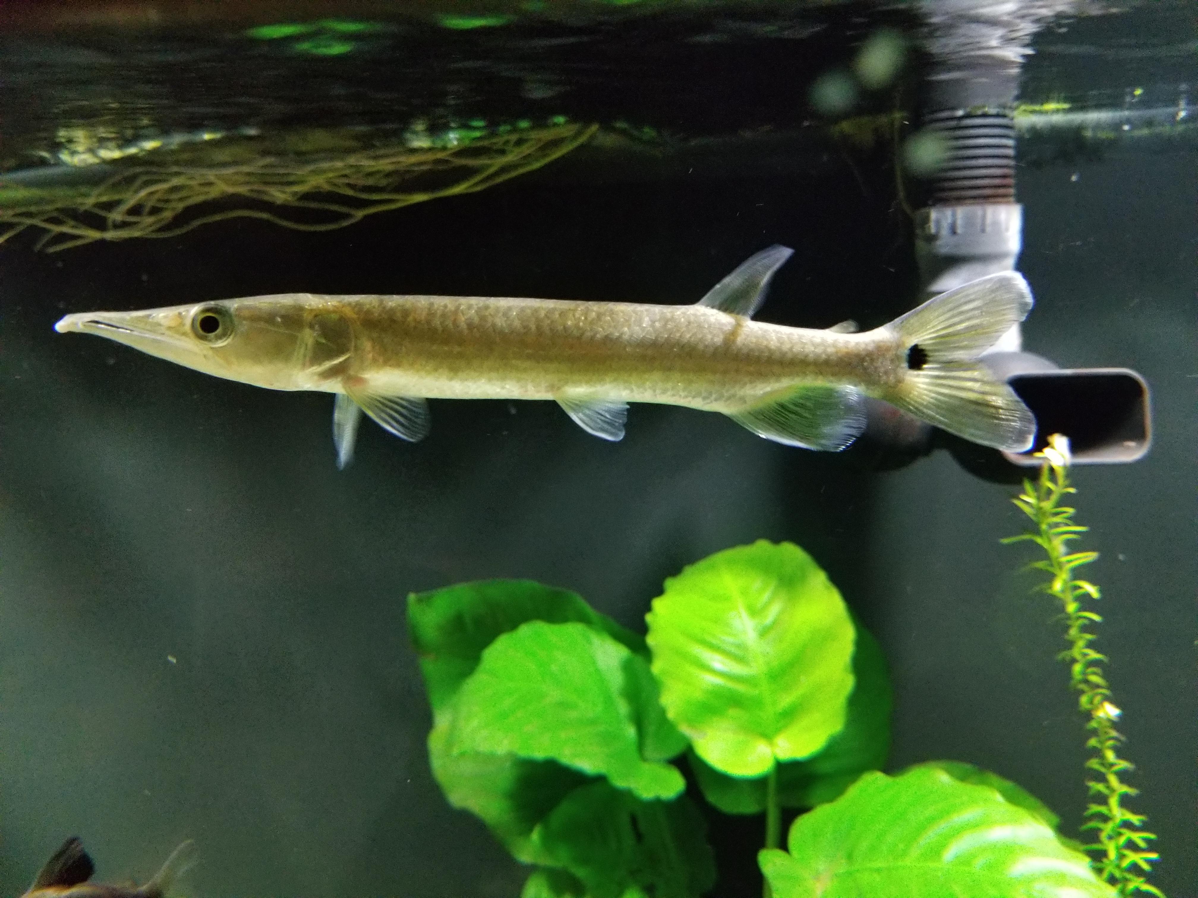 Panda Garra Garra Flavatra - for sale at Aquarium Fish Depot