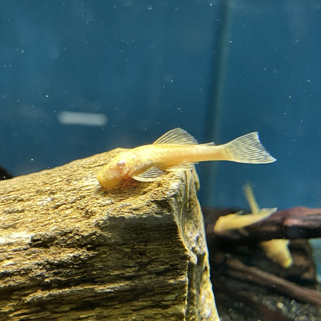 Bushynose Pleco Albino Small Online Aquarium Fish Store Aquarium Fish Depot