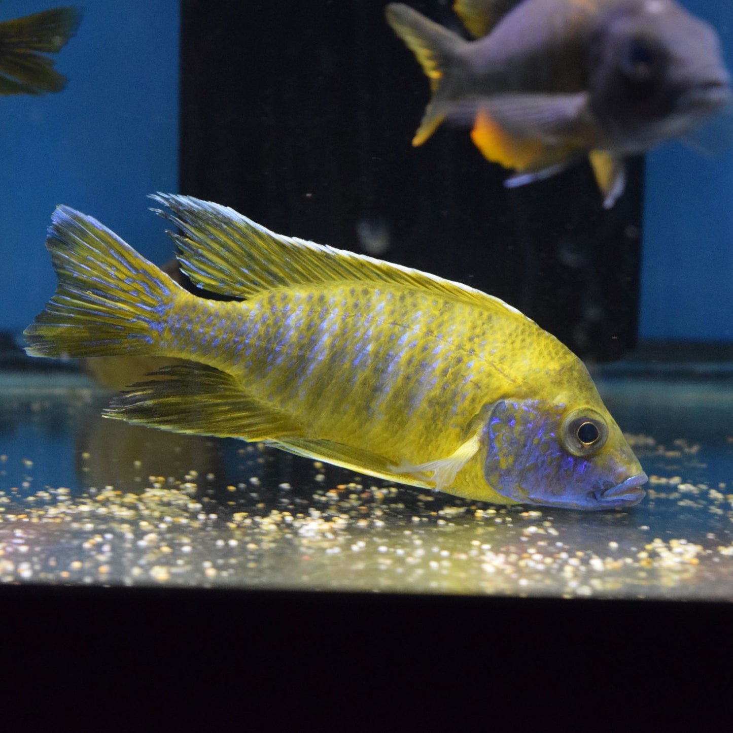 Aulonocara Sunshine Yellow Chidunga Large Male