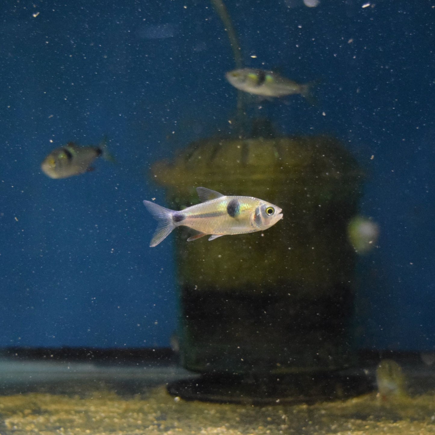 Bucktooth Tetra Exodon Paradoxus