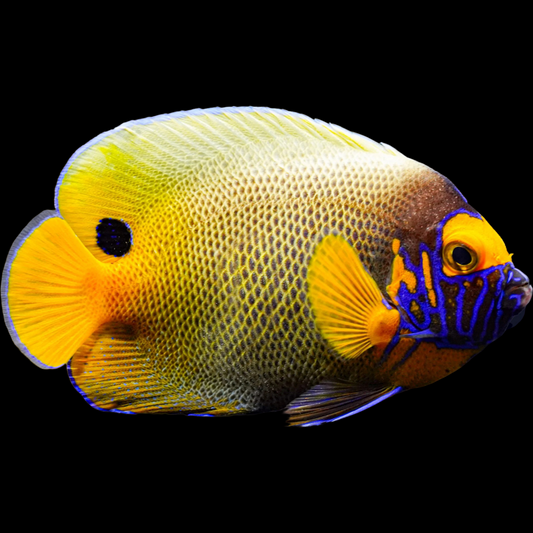 Blueface Angelfish (EUXIPIPOP XANTHOMETAPON)