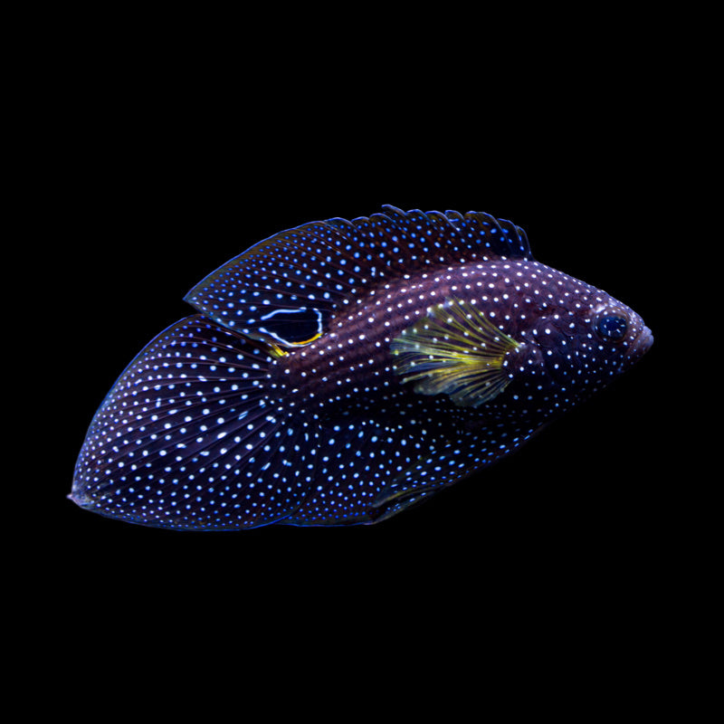 Marine Betta fish swimming in an aquarium available for sale online and in store at AFD