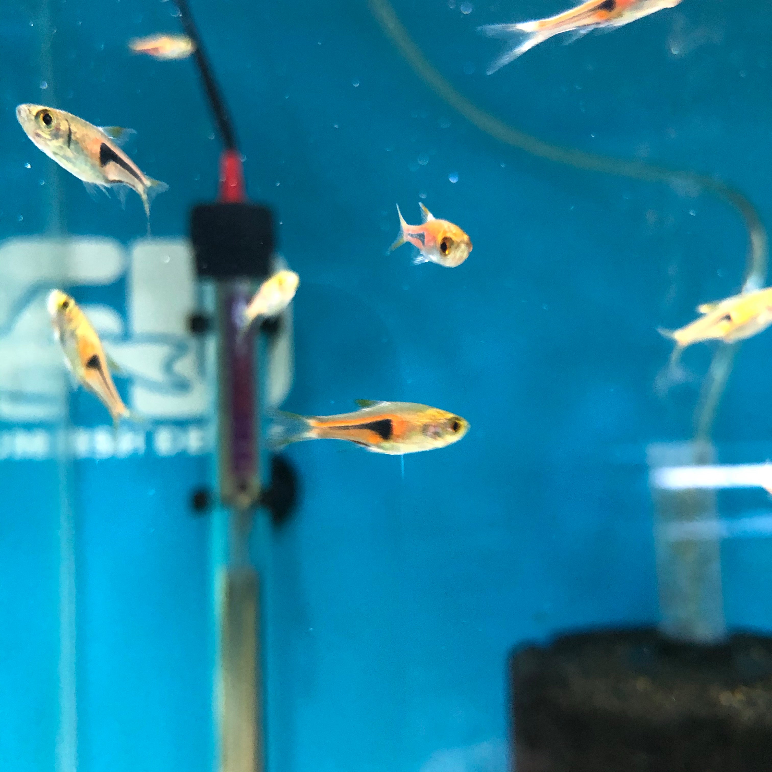 Espei Rasbora for sale at Aquarium Fish Depot