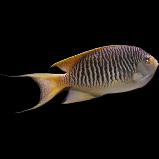 Spotbreast Angelfish (GENICANTHUS MELANOSPILUS)