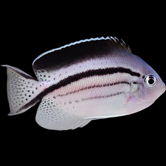 Lamarck's Angelfish (Genicanthus Lamarck)