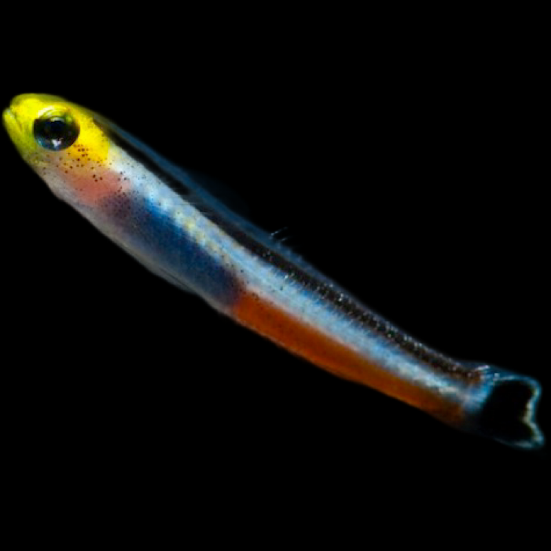 Pygmy Dart Dwarf Goby swimming in an aquarium. One of our saltwater reef fish for sale online at AFD