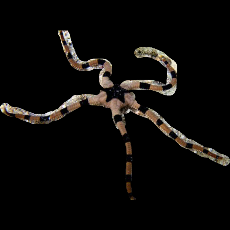 Zebra Brittle Sea Star