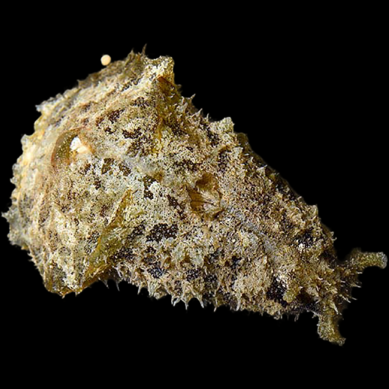 African Sea Hare