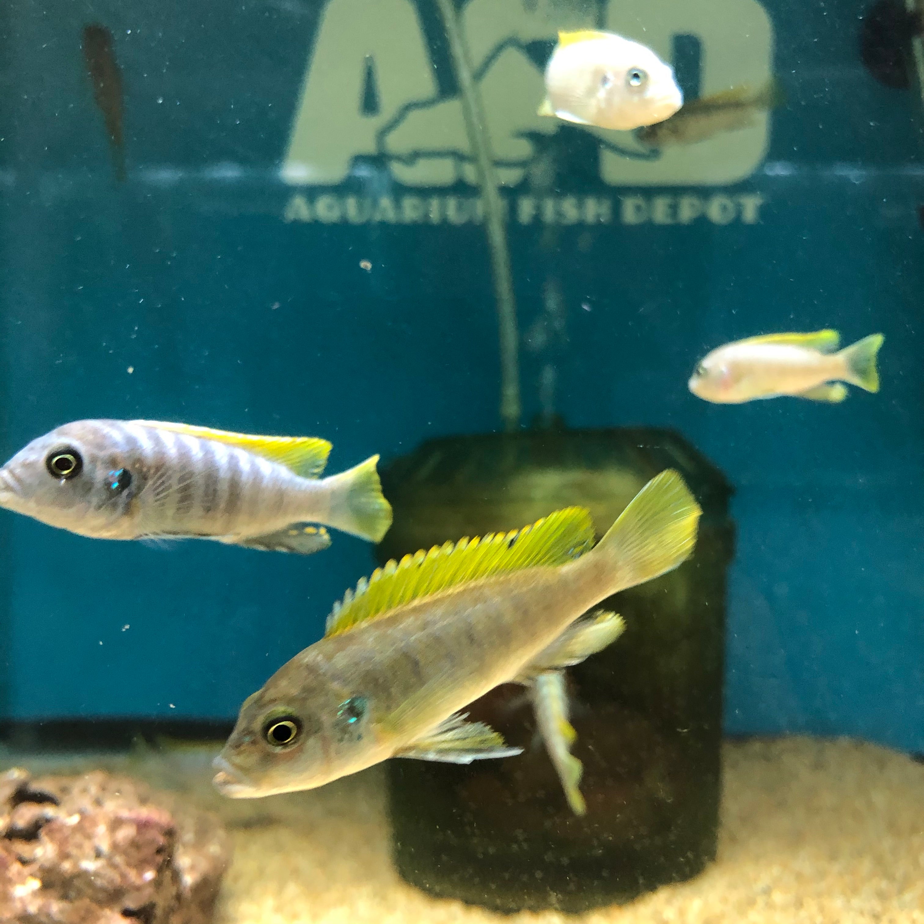 Cynotilapia Afra Jalo Reef Small - for sale at Aquarium Fish Depot