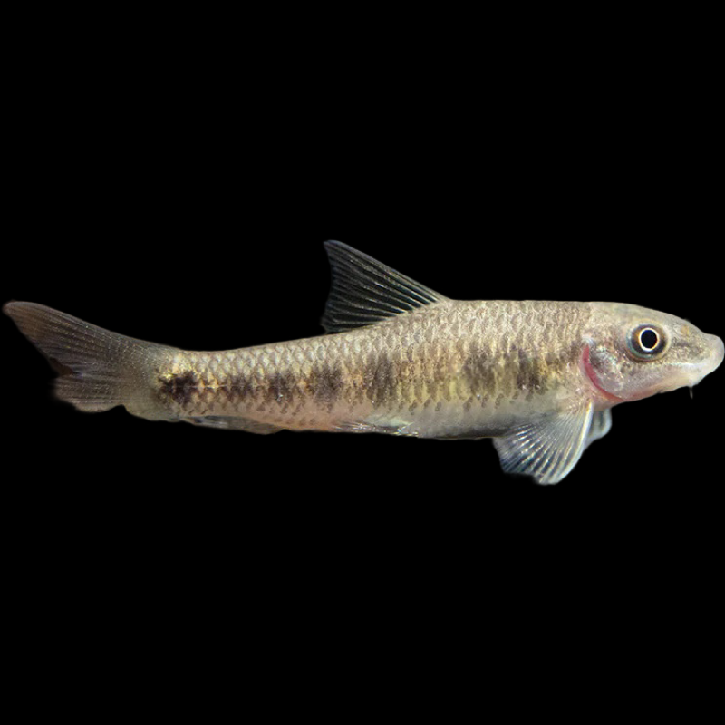Garra Rufa Doctor Fish - for sale at Aquarium Fish Depot