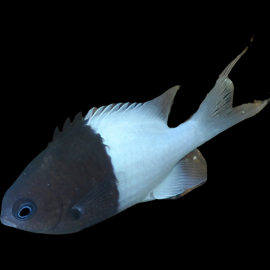 Half and Half Chromis swimming in an aquarium. One of our saltwater reef fish for sale online at AFD