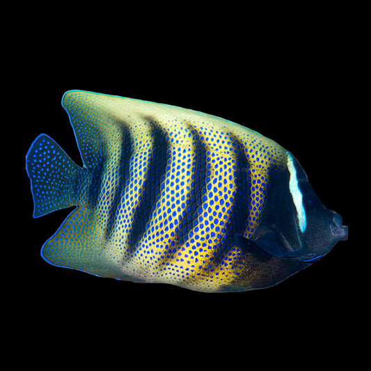 Sixbar Angelfish (Pomacanthus sextriatus)