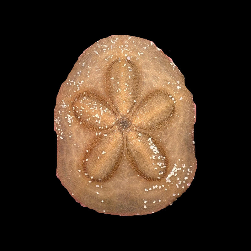 Live Sand Dollar