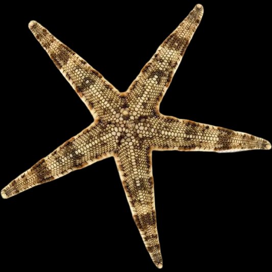 Sand Sifting Starfish (Astropecten Sp.)