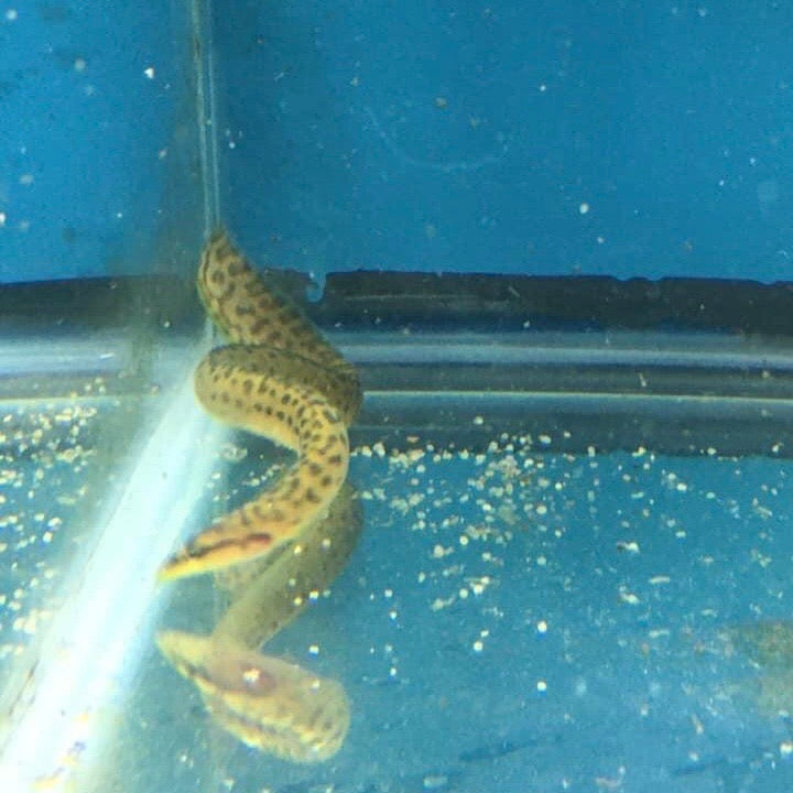 Mastacembelus Sp Intermediate Zebra Tanganyikan Eel