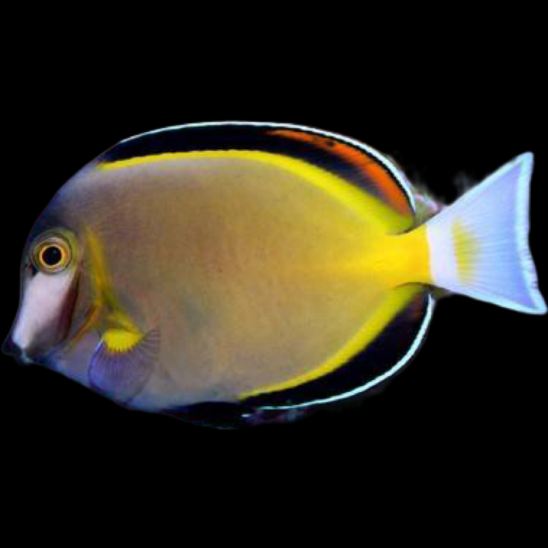 Powder Brown Tang swimming in an aquarium. One of our saltwater reef fish for sale online at AFD