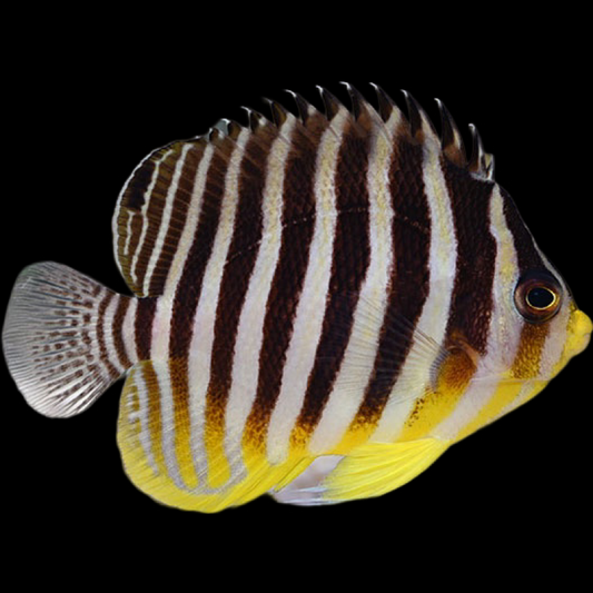 Multibarred Angelfish swimming in an aquarium. Saltwater reef fish for sale online at AFD