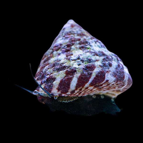 Banded Trochus Snails