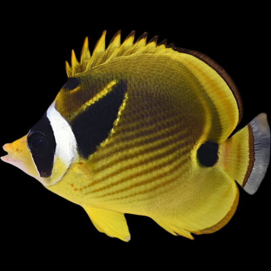 SM/MD Racoon Butterflyfish fish swimming in an aquarium available for sale online and in store at AFD