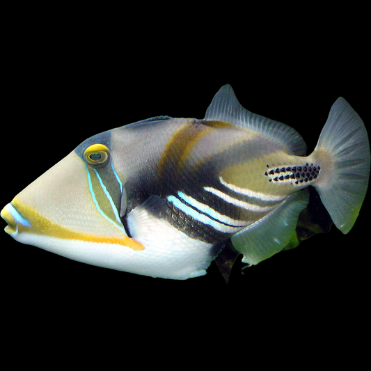 Humu Picasso Triggerfish swimming in an aquarium. One of our saltwater reef fish for sale online at AFD