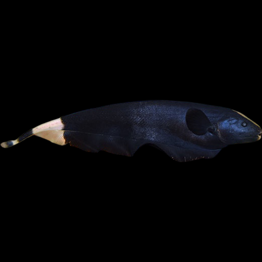 Black Ghost Knifefish (L)