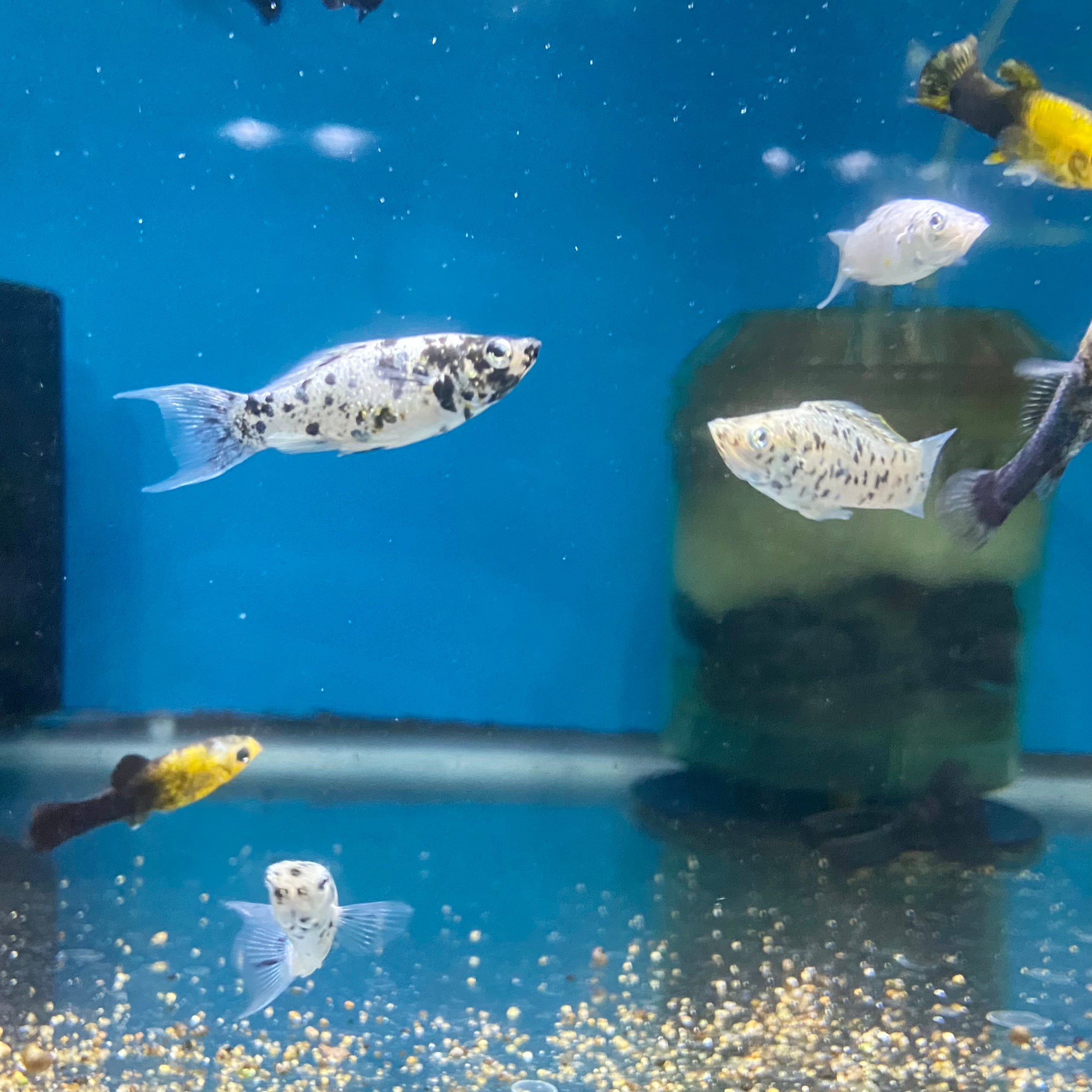 Dalmatian Molly for sale at Aquarium Fish Depot