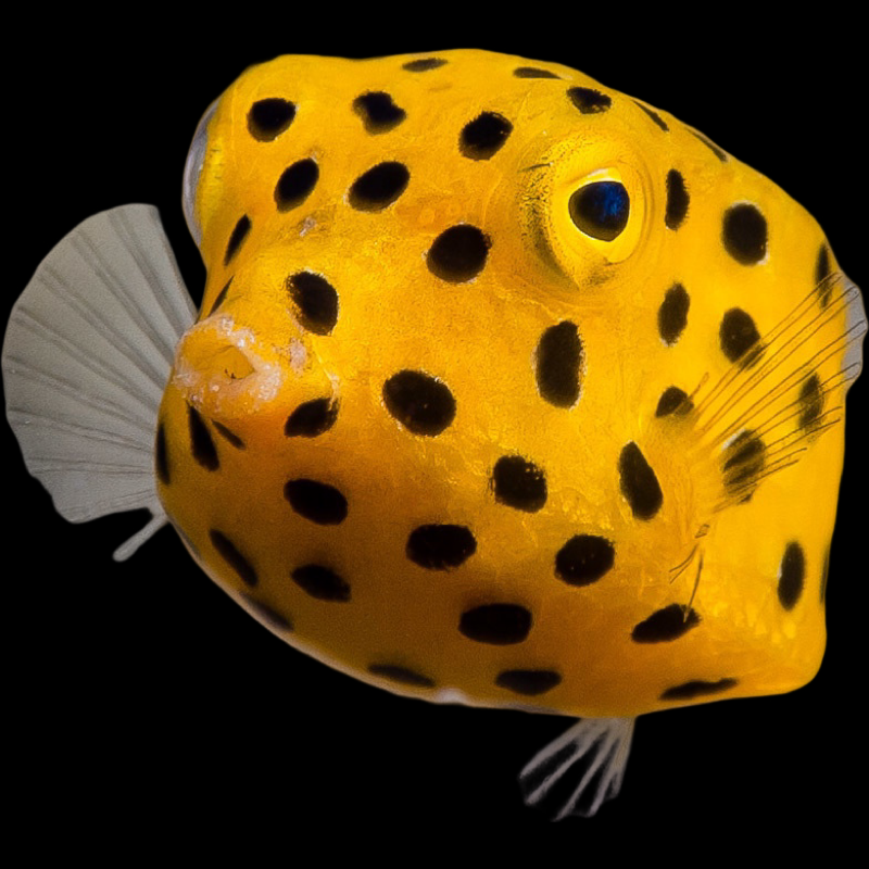 Fish for sale online discount