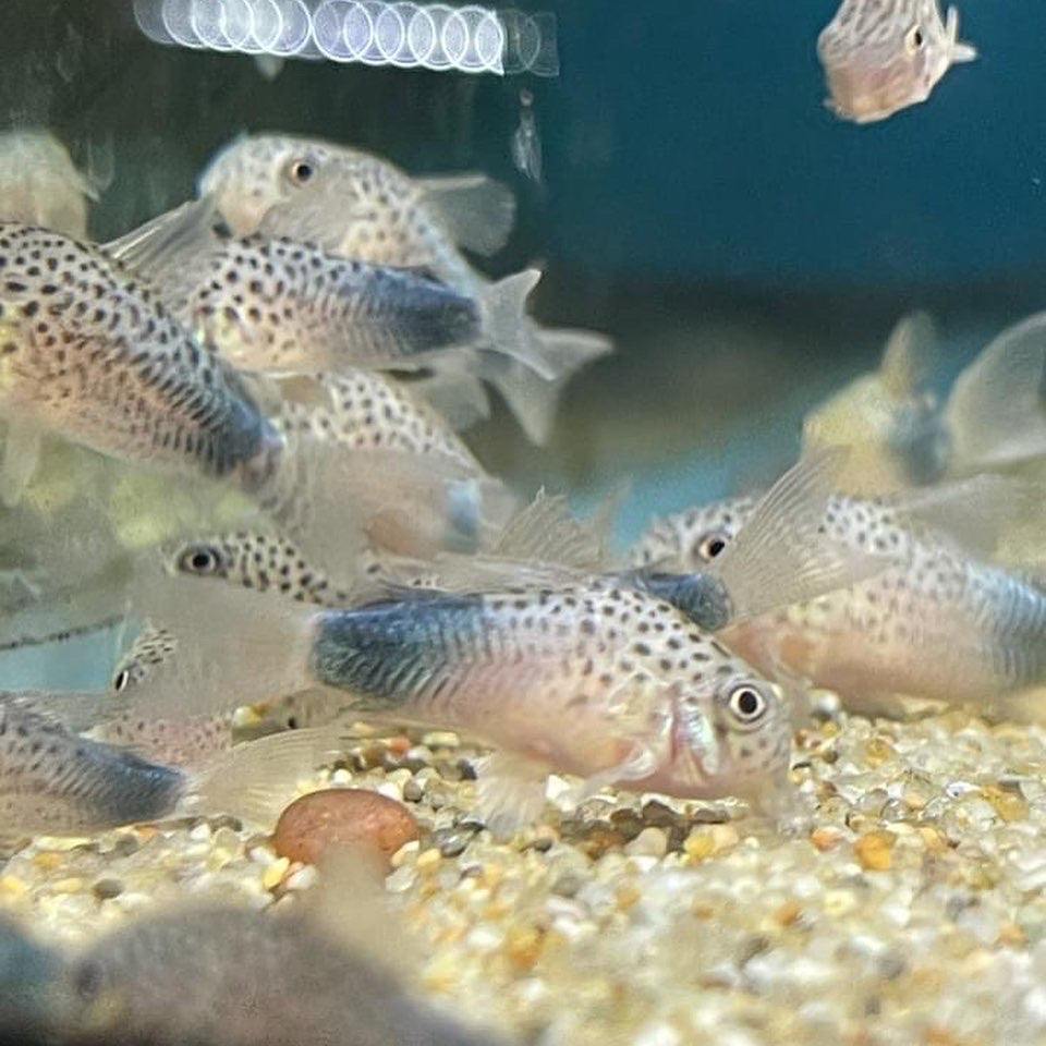 Corydoras Similis