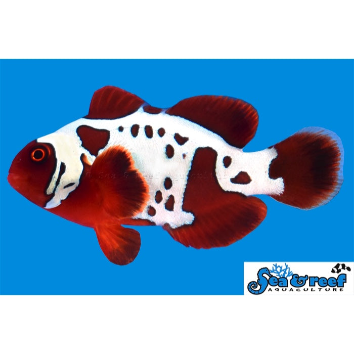 Gold Lightning Maroon Clownfish