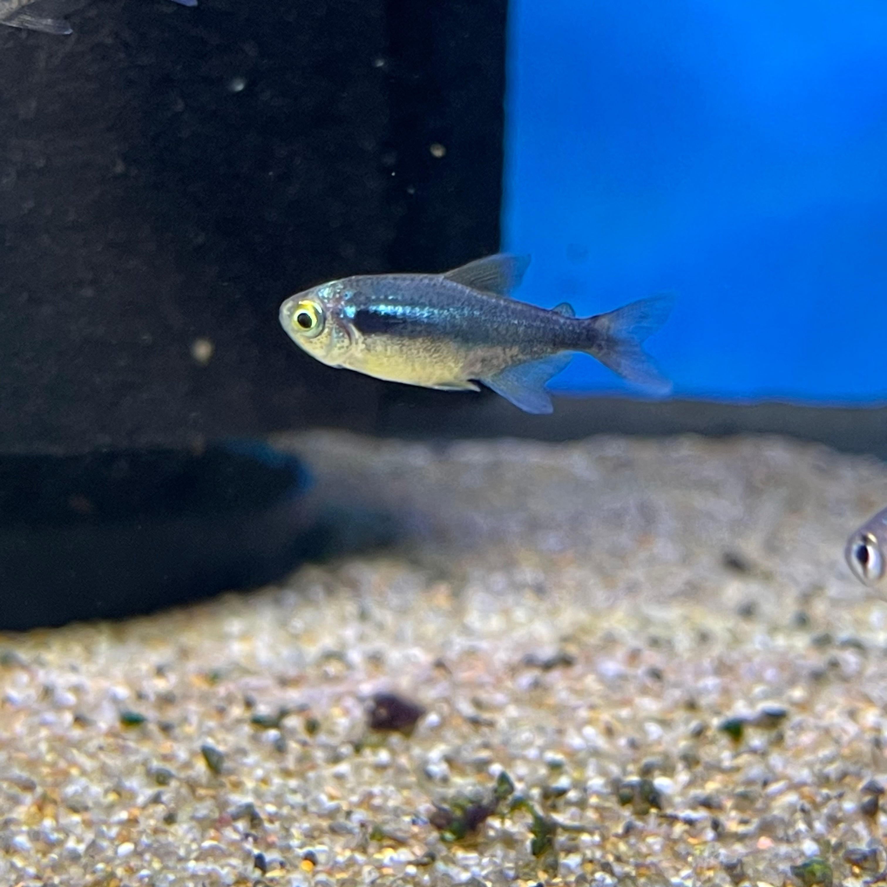 Brilliant Black Neon Tetra - for sale at Aquarium Fish Depot