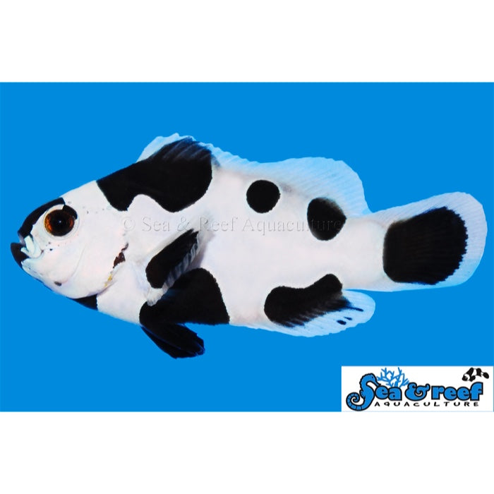Black Storm Clownfish